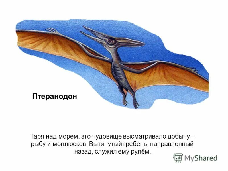 Птеранодон арк. На каком уровне открывается седло птеранодона. Кетцалькоатль арк. Птеродактиль арк. На каком уровне открывается седло птеранодона.