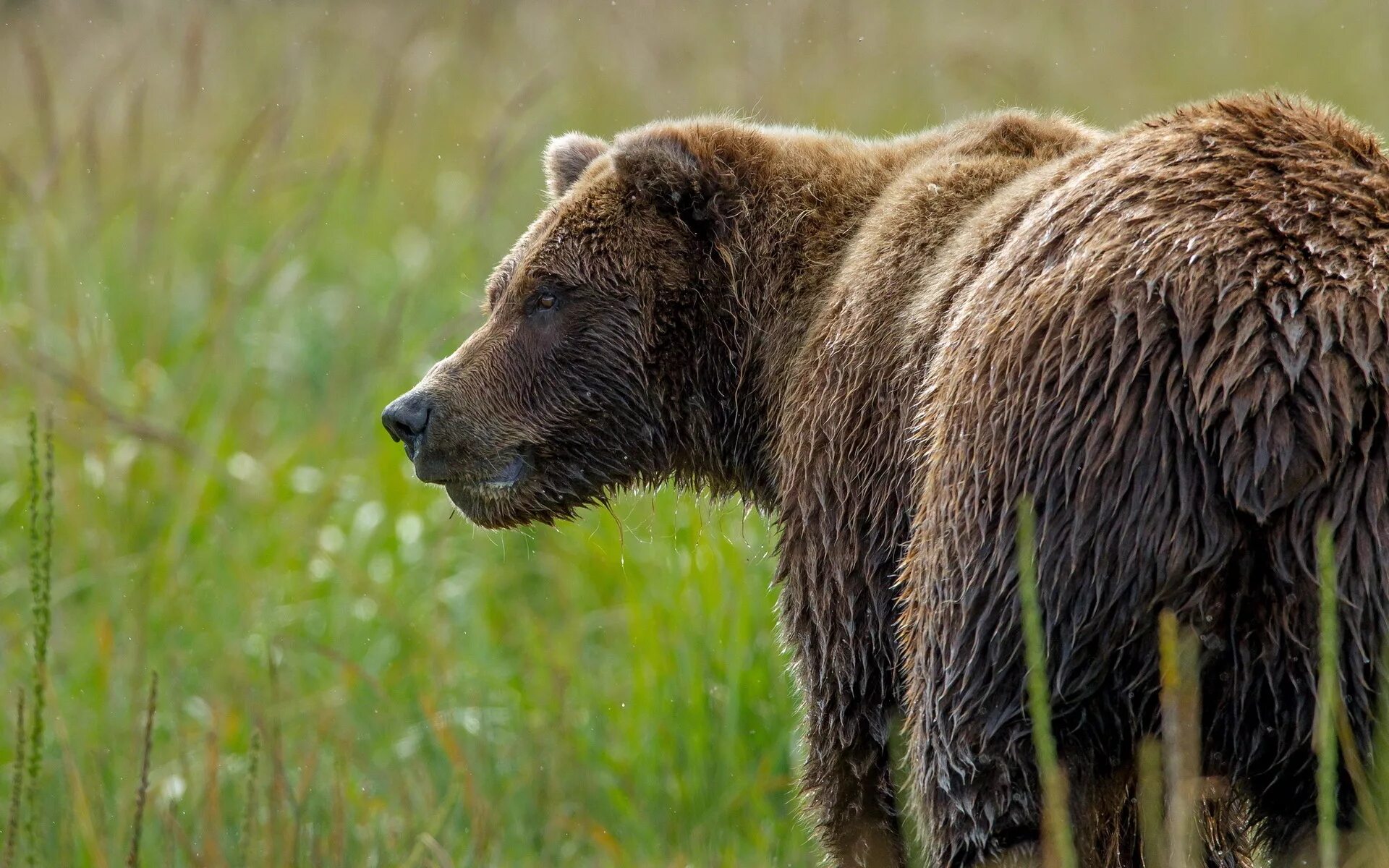 Бурый медведь животное распространенное на территории. Бурый медведь. Медведь Гризли. Медведь Гризли хвост. Тяньшанский бурый медведь.