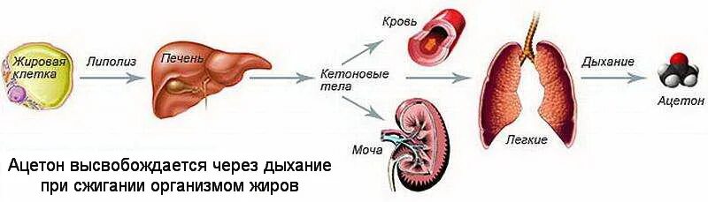 Ацетон в организме человека причины. Образование ацетона в организме. Азитон в организме человека. Ацетон у человека.