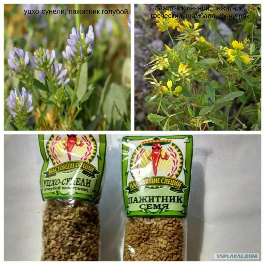 пажитник изумительный аромат гавриш. уцхо сунели голубой пажитник. пажитник ударение. пажитник голубой trigonella caerulea. шамбала житница здоровья.