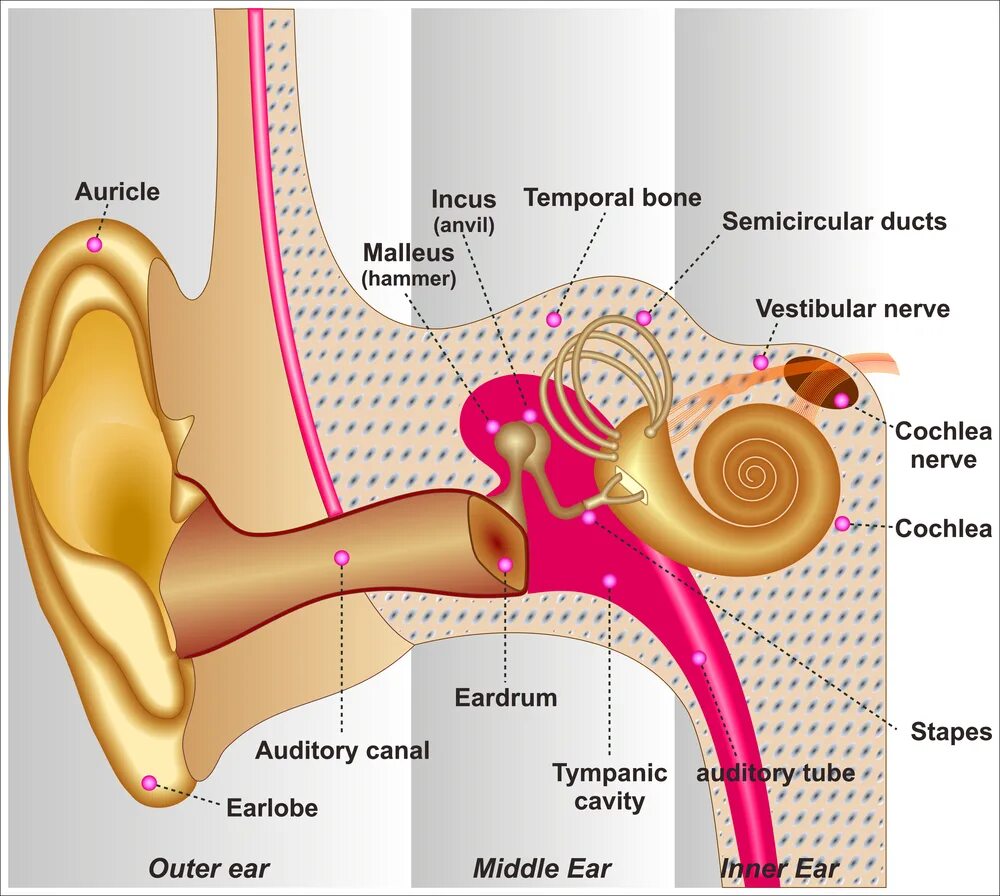 Глубокая ушная раковина. Барабанная перепонка молоточек стремечко. Отек наружного слухового прохода.