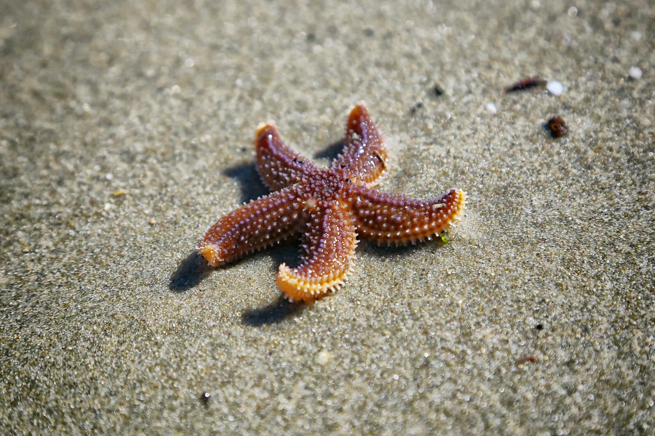 Морские звезды биология. Иглокожие морские звезды. Иглокожие звезда. Беспозвоночные иглокожие. Иглокожие морские животные.