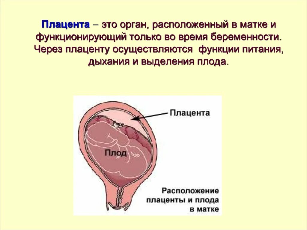 Дышать маткой это. Строение плода и плаценты.