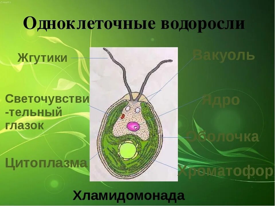 Одноклеточные водоросли произошли. Биология строение одноклеточных водорослей. Одноклеточные водоросли 6 класс биология. Одноклеточные зеленые водоросли 5 класс биология. Одноклеточные водоросли 5 класс биология.