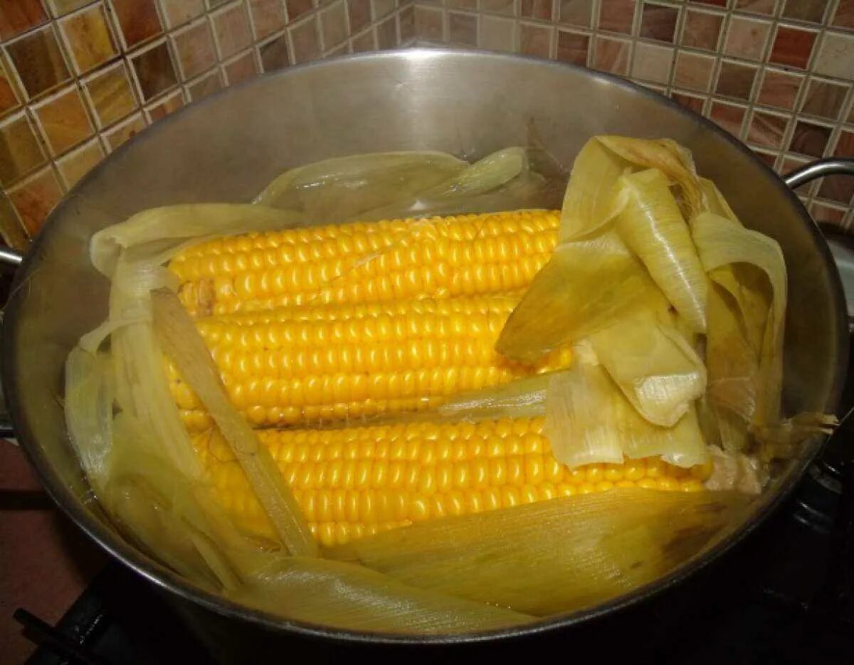 Кукуруза в початках вареная. Кукуруза в початках варёная кукуруза. Вареная кукуруза в кастрюле. Как варить кукурузу.