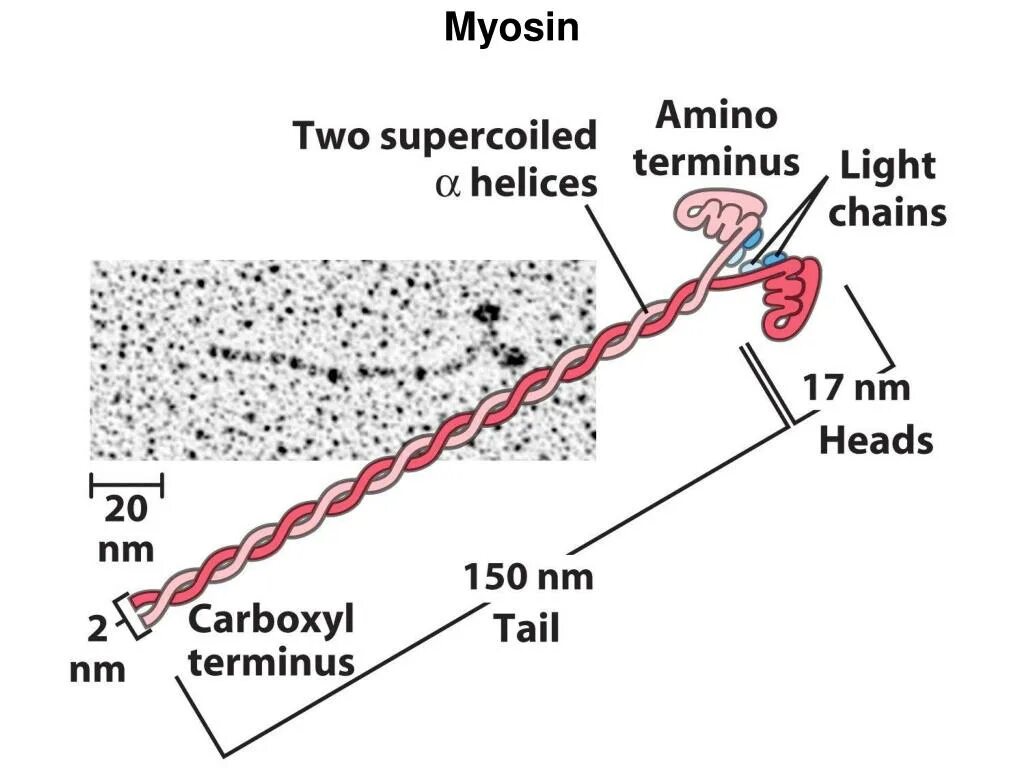 Белок миозин 2. Миозин 2. Белок миозин. Миозин фото. Структура миозина.