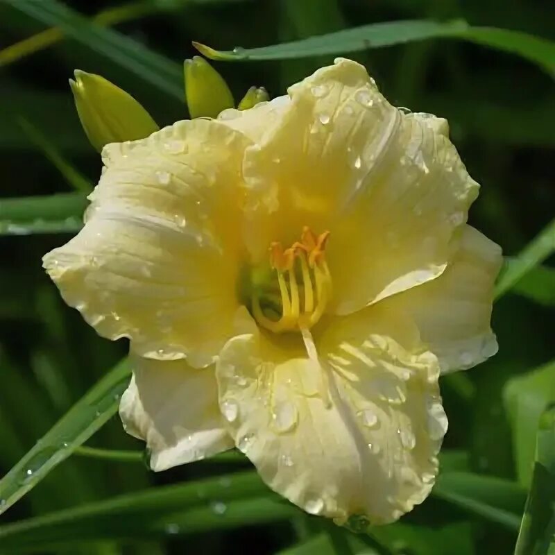 Лилейник лонгфилдс перл. Лилейник (hemerocallis) longfields pearl. лилейник гибридный лонгфилдз перл. hemerocallis longfields pearl.