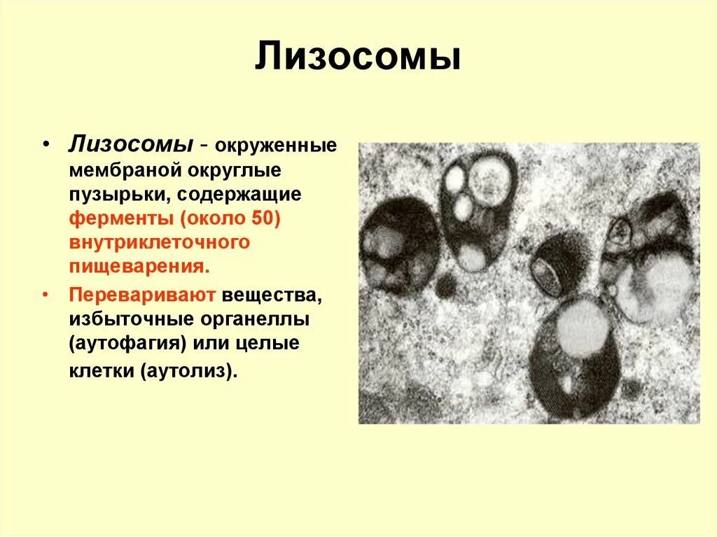 Аутолиз лизосом. Внутриклеточное пищеварение лизосомы. Строение структура лизосомы. Апоптоз лизосома.