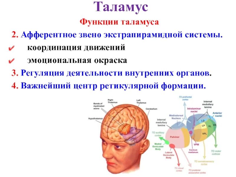 Таламус строение и функции. Роль таламуса промежуточного мозга. Основные структуры таламуса. Функции зрительных Бугров промежуточного мозга. Кашлевой рефлекс какой отдел мозга