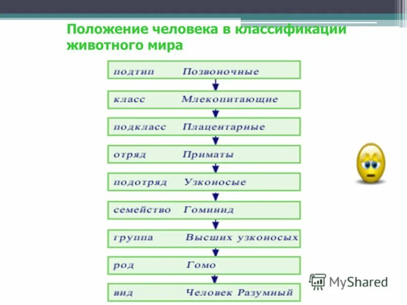 Систематика человека разумного схема. Классификация вида человек разумный. Человек по классификации животных. Человек по классификации животных. Классификация человека.