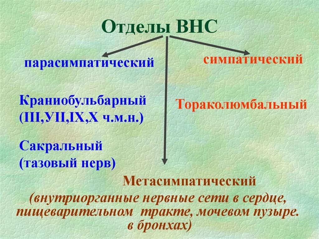 Классификация вегетативной. Отделы ВНС. Отделы вегетативной нервной системы. Отеллы вегетативной нервной системы. Центральный и периферический отделы ВНС.