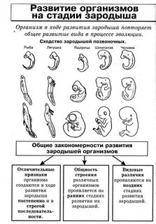 Этапы развития зародыша таблица