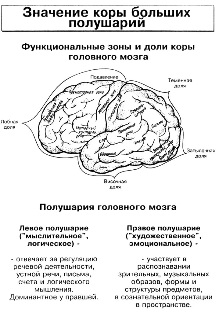 Строение головного мозга доли коры. Функции долей больших полушарий головного мозга таблица. Какую функцию выполняет зона коры больших полушарий