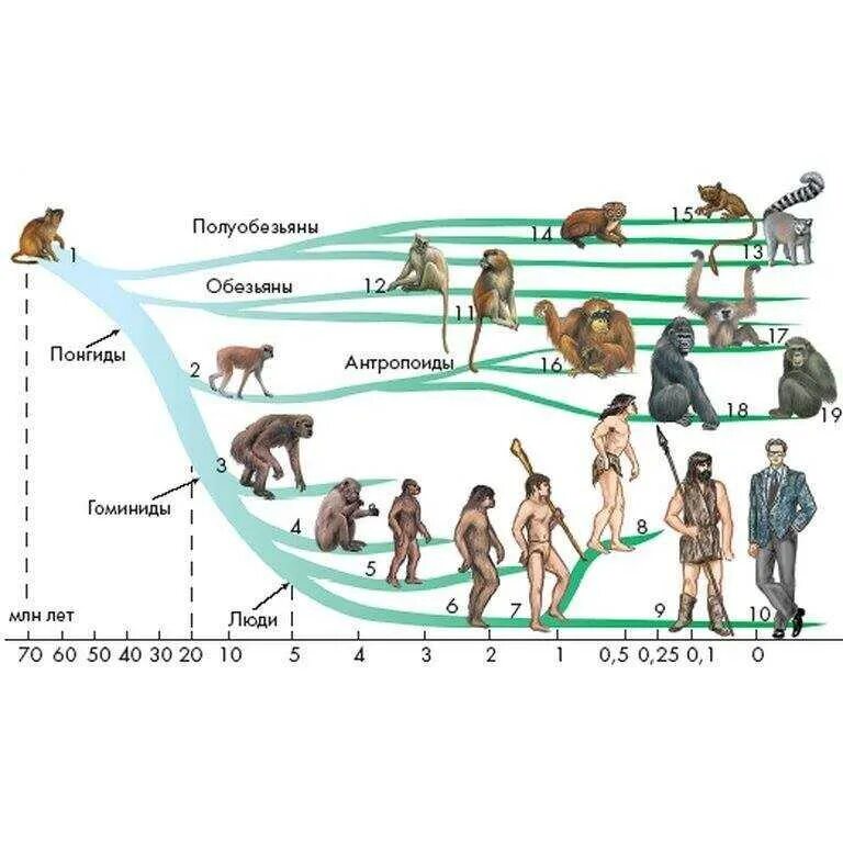 Название стадий человека. Эволюционное Древо приматов и человека. Ветви развития обезьян и человека. Эволюционные схемы происхождения человека. Схема эволюционного развития приматов.