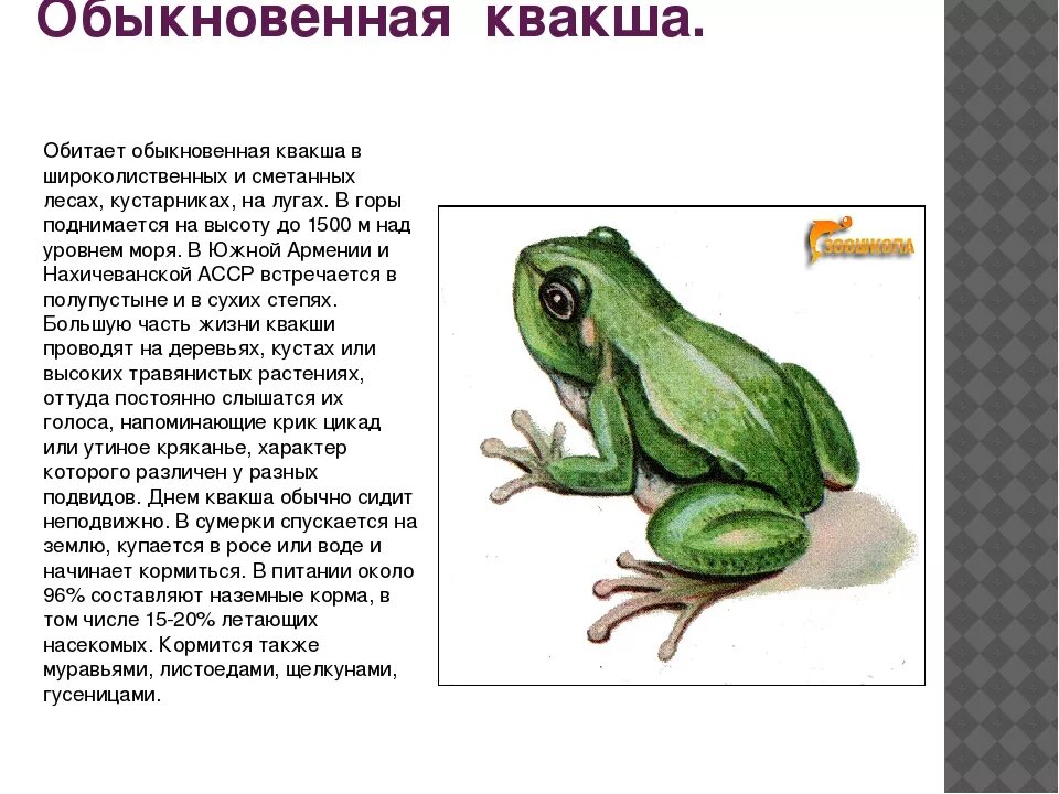 Сообщение на тему лягушки. Лягушка квакша обыкновенная описание. обыкновенная квакша тип развития. лягушка квакша информация. доклад о лягушки квакши.