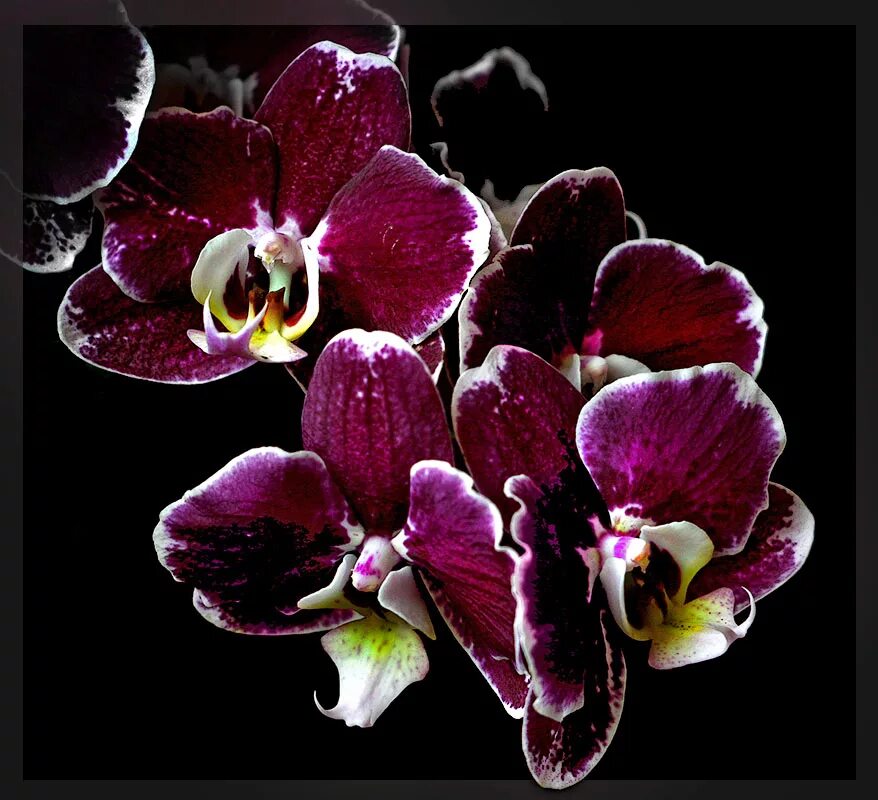 темно бордовая орхидея. фаленопсис бургундия. орхидея донкер бордо. фаленопсис блэк баттерфляй. орхидея фаленопсис красная.