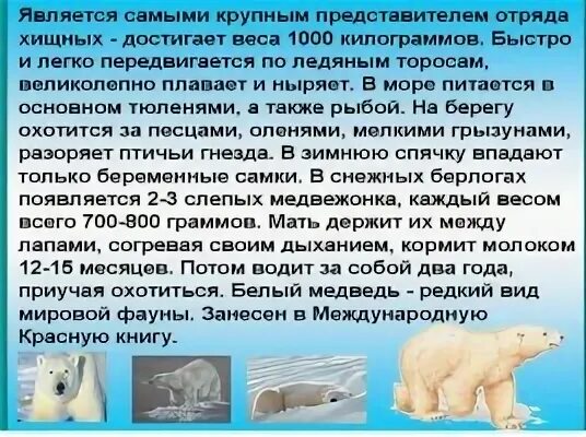 Белые медведи обитают на материке
