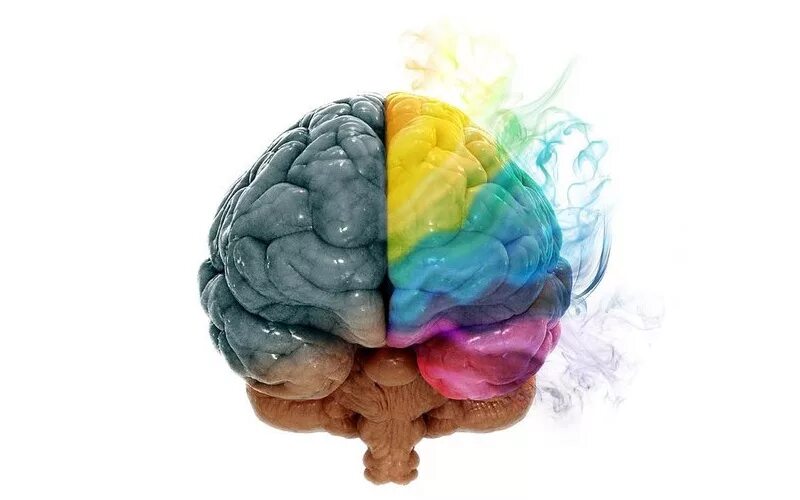 Brain best. Полушария мозга. Два полушария мозга. Половинка мозга.