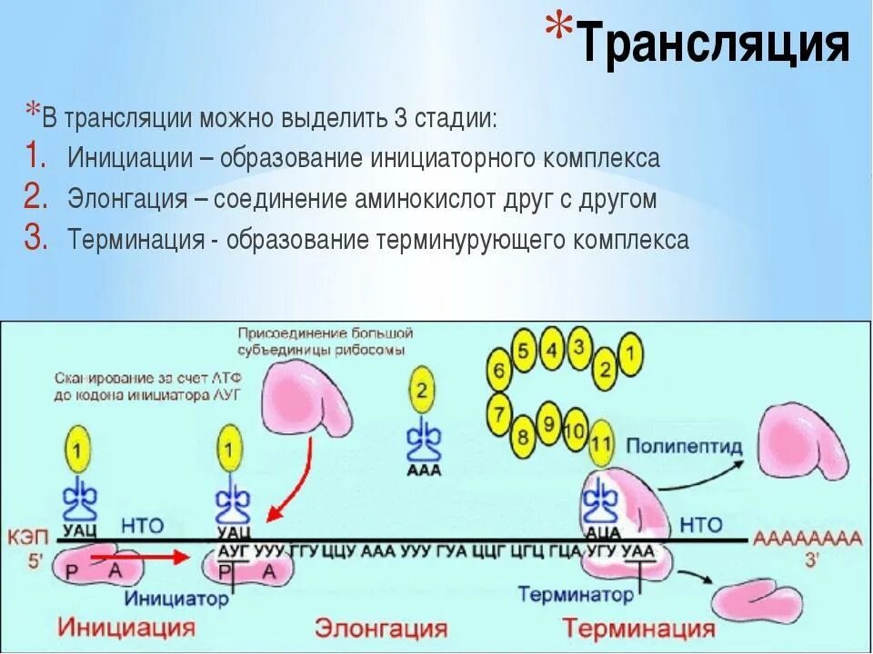 Синтезе белков принимают участие. Этапы трансляции биосинтеза белка. Синтез белка трансляция элонгация\. Этапы трансляции биосинтеза белка инициация. Биосинтез белка инициация трансляции.