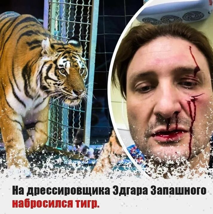 Дрессировщик слов. Стихотворение про цирк. Презентация животные в цирке. Дрессировщик слов. Дрессировщик для презентации.