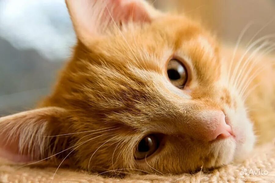 Кошки чрезвычайно терпеливы. Рыжий котёнок. Рыжая кошка. Рыжий кот с янтарными глазами. Рыжий кот с карими глазами.