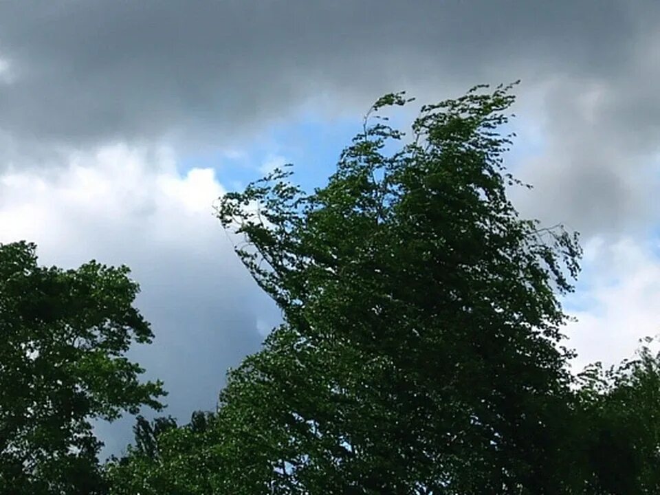 Порывистый ветер. Сильный ветер. Сильный ветер деревья. Как называется сильный ветер ломающий деревья. Сломанное дерево.