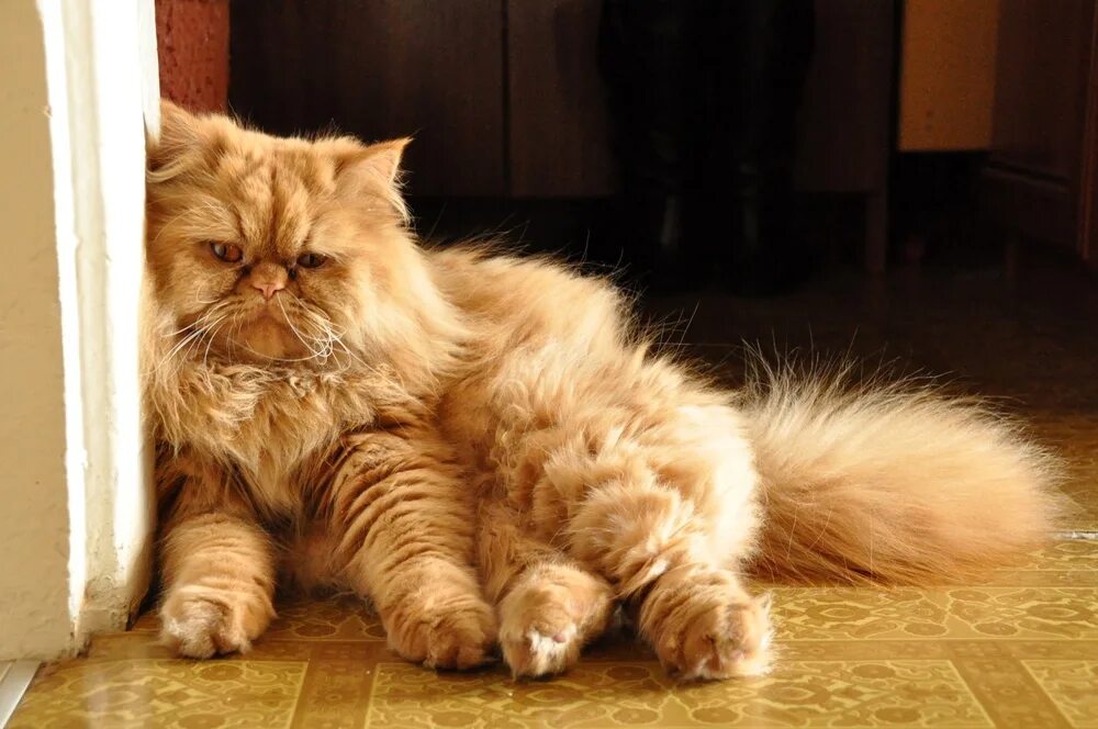 Сколько живут пушистые. Длинношёрстная Персидская кошка рыжий. Персидская длинношерстная шиншилла. Персидская длинношерстная шиншилла Золотая. Рыжая кошка персидской породы.