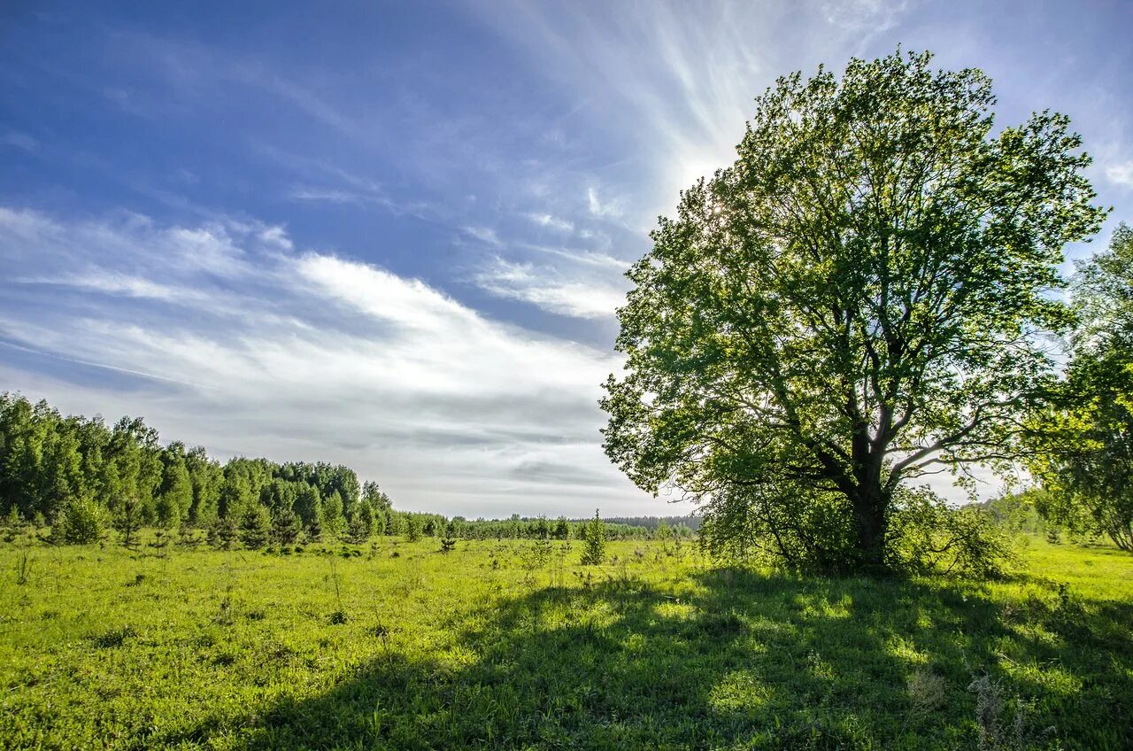 Природа на татарском. Природа , республика татарстан (татарстан). деревья татарстана. татарская природа. татария природа.
