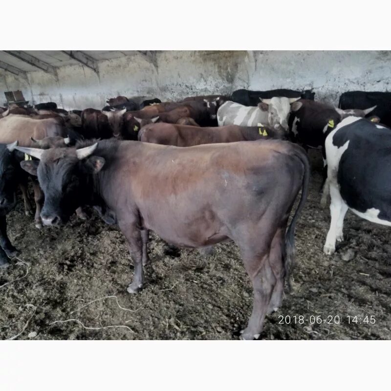 Авито бычок крс. Выкуп крс. бычок 300 кг. крупные бычки. скупка крс живым весом.