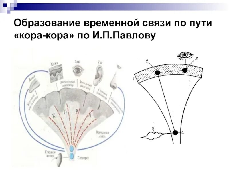 Механизм образования временной связи. Механизм формирования временной связи.