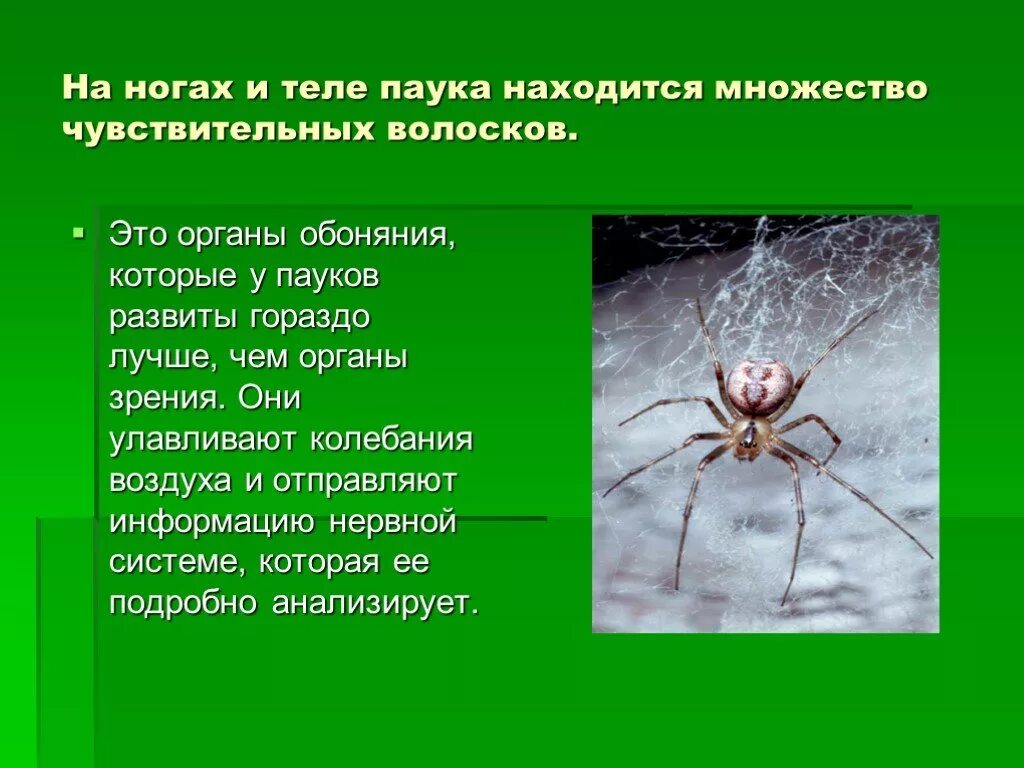 У пауков прикрепленный образ жизни. Паук строение тела. Презентация на тему пауков. Презентация про пауков для дошкольников. Доклад про паука.