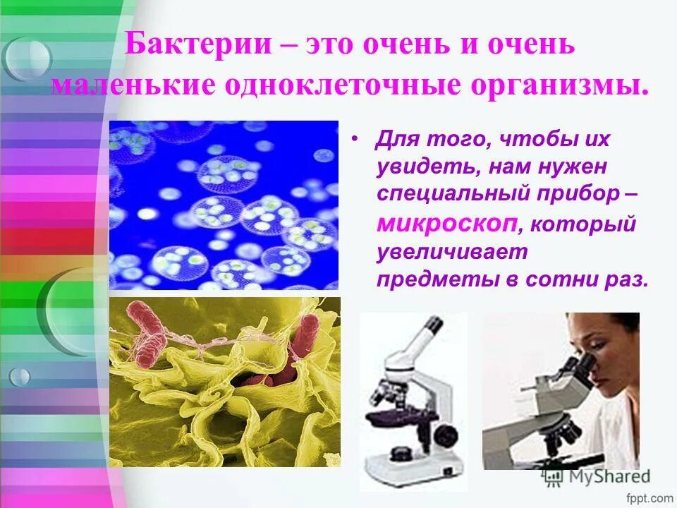 Бактерии 3 класс окружающий мир презентация. Проект бактерии. Бактерии 3 класс окружающий мир презентация. Бактерии 3 класс окружающий мир презентация. 3 класс окружающий мир презентация на тему бактерии.
