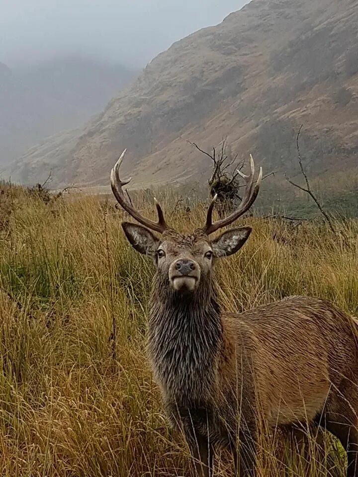 Scotland animal. Высокогорье Шотландия олень. Фауна Шотландии. Млекопитающие Шотландии.