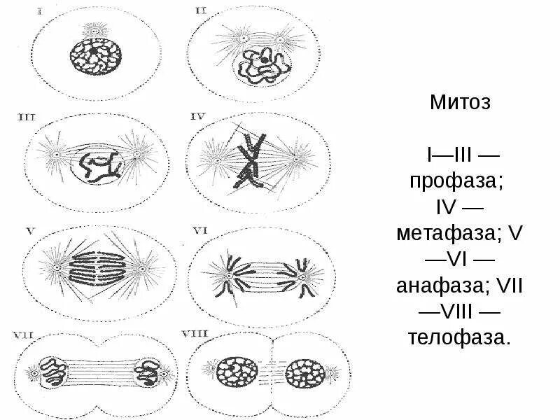 В начале телофазы митоза. Митоз профаза метафаза анафаза телофаза. метафаз профаза метафаза анафаза телофаза. фазы митоза метафаза. фазы митоза профаза метафаза анафаза телофаза.