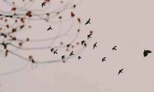 Птицы улетят и цветы завянут впр ответы. Птицы разлетаются. Стая птиц. Птица летит. Стая птиц в небе.