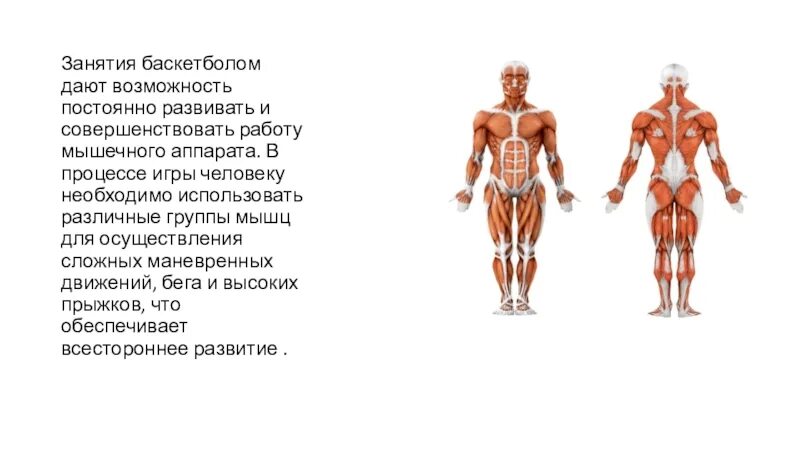 Какие мышцы наиболее развиты