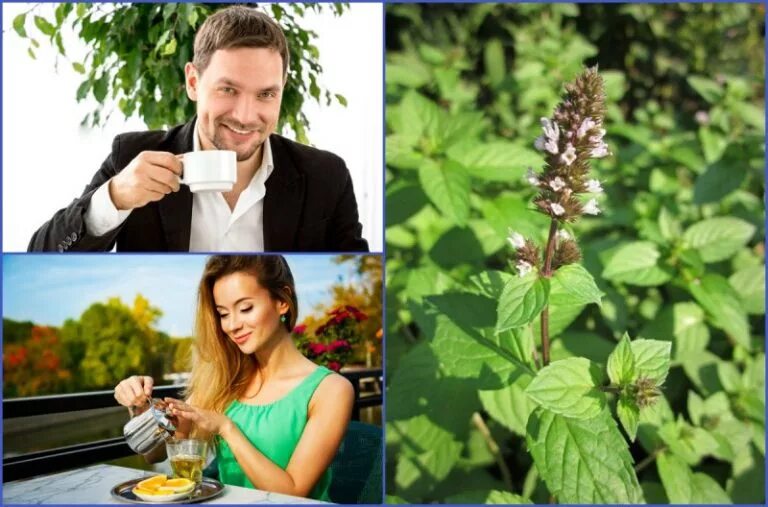 Мята гарден минт. Эффект мяты на организм. Влияние мяты на организм. Полезные свойства мяты для организма. Мята перечная витамины.