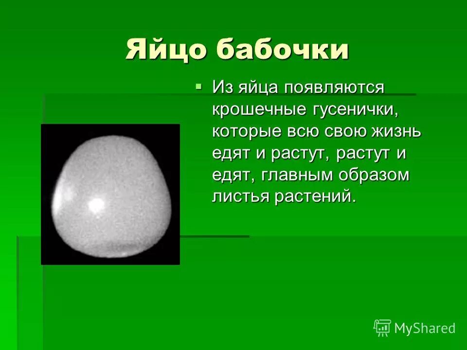 из истории пасхальных яиц. доклад про яйца. курица или яйцо что раньше. крашенки на пасху. что появилось раньше курица или яйцо.