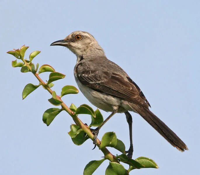 Mockingbird reman