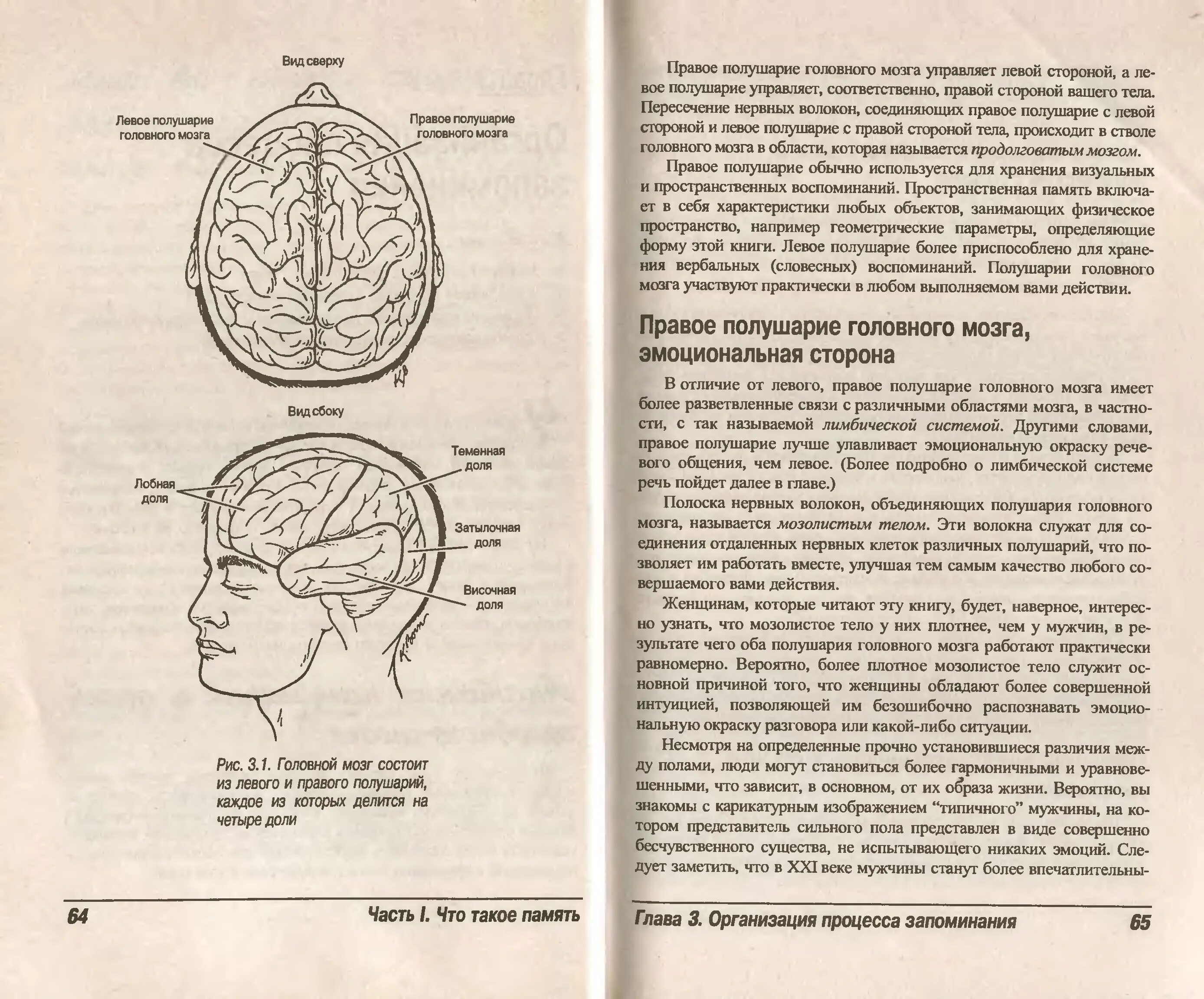 Мозг без полушарий. Головная боль в левом полушарии. Головная боль в правом полушарии. Резкая боль в левом полушарии головы. Болит правое полушарие головы.