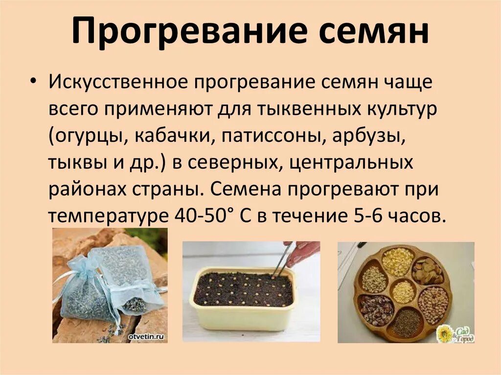 Что делать после стратификации семян. Предпосевная обработка семян. технология подготовки семян к посеву. способы предпосевной обработки семян. семена стратификация.