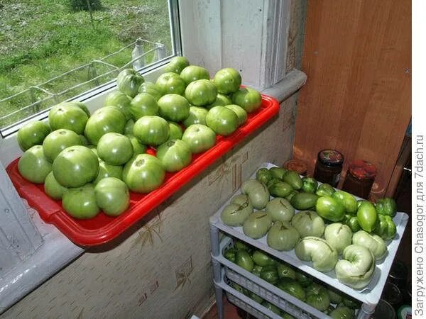 Хранение помидоров в домашних условиях. Зеленые помидоры в ящике. Хранение зеленых помидоров в ящиках. Укладывать помидоры. Ящик зеленых помидор домашних.