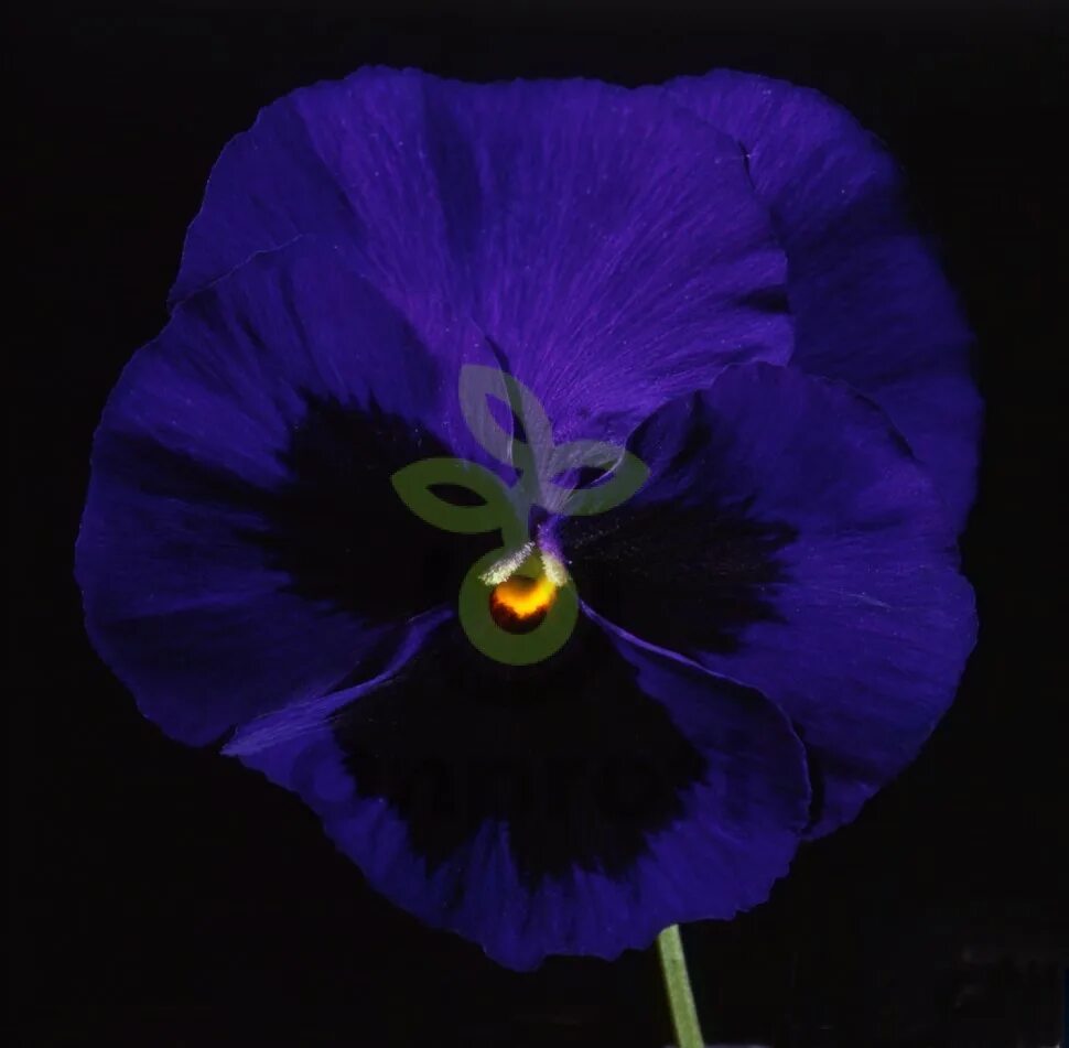 Deep matrix. Виола виттрока italia f1 deep blue with blotch. виола deep blue blotch. виола матрикс блю. виола виттрока (viola wittrockiana) &quot;italia f1&quot; (red w/blotch).
