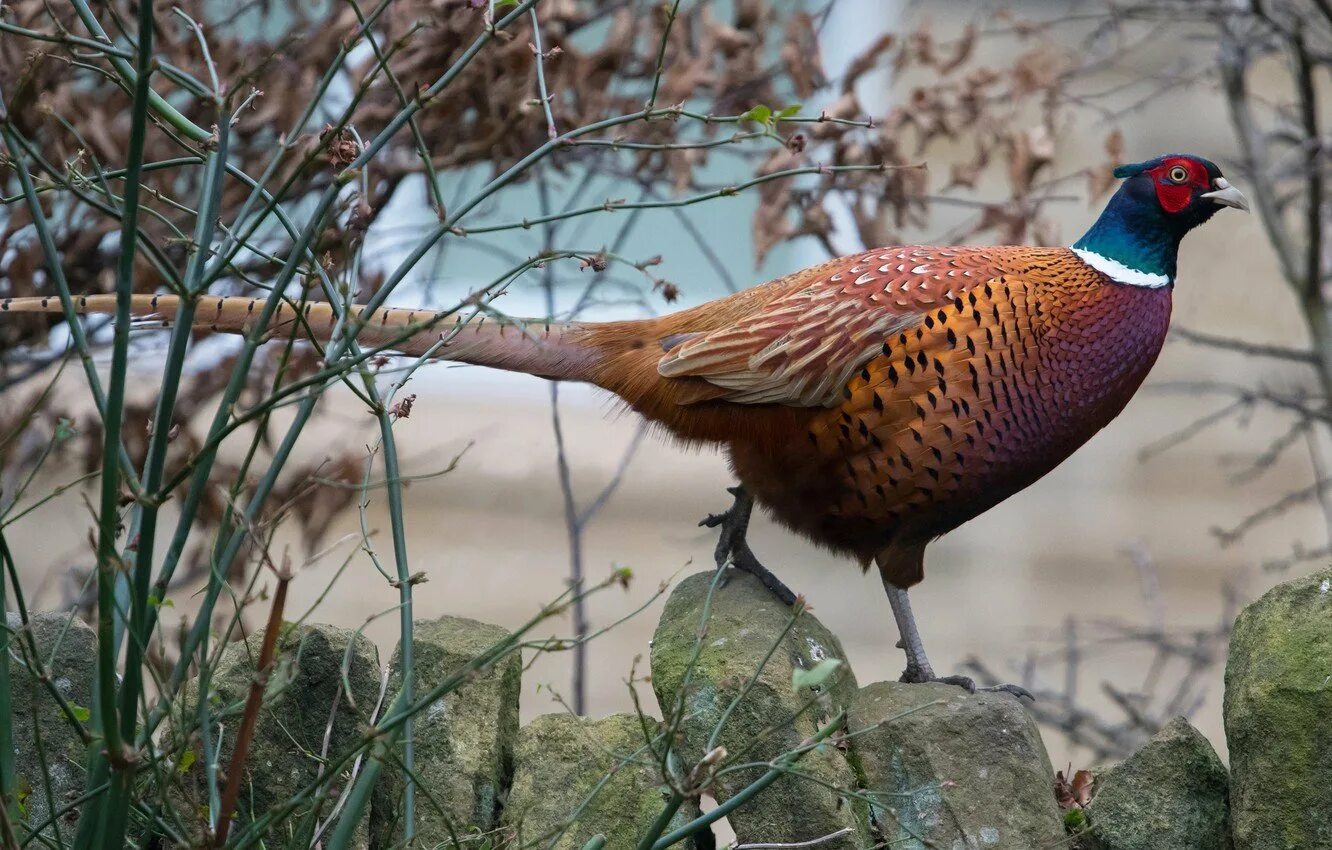 Зелёный фазан Phasianus versicolor. Уссурийский фазан. Маньчжурский фазан. Фазан Дальневосточный. Что едят фазаны