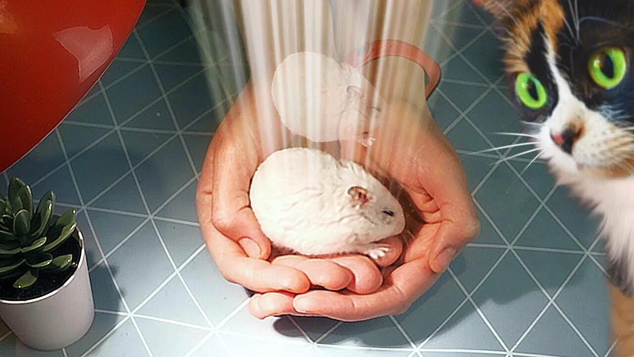 Сливки шоу степы больше нет. Хомяк стёпа сливки шоу. Куки кот сливки шоу. Хомяк степа. Хомячок стёпа.