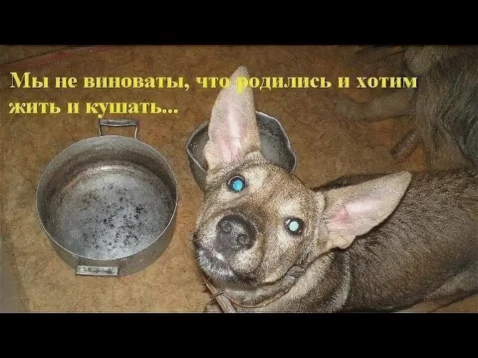 Слоган о защите животных. Они хотят жить. Они хотят жить. Мы их спасаем понемножку мы подбираем их в пыли. Хочу жить.