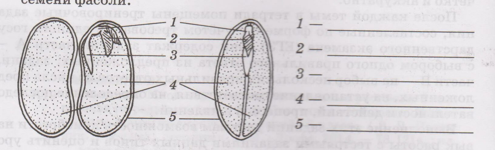 Строение семян тест. Строение семян однодольных и двудольных растений без подписей. Строение семени двудольного растения рисунок. Структура семени двудольного растения рисунок. Схема строения двудольного семени.