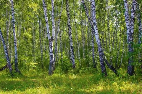 Березовая роща южно