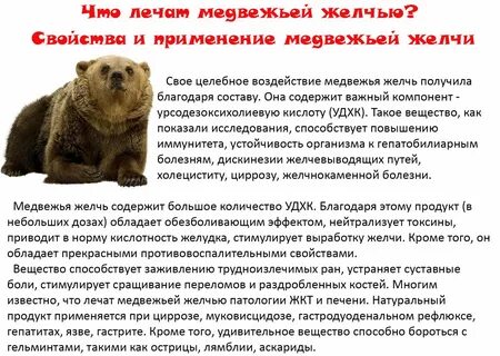 Как настаивать медвежью желчь