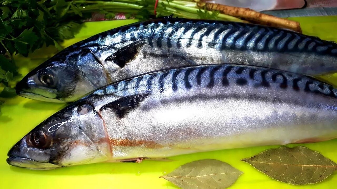 Скумбрия окрас. Макрель и скумбрия. Голубая скумбрия макрель. Скумбрия Мавританка. Королевская макрель.